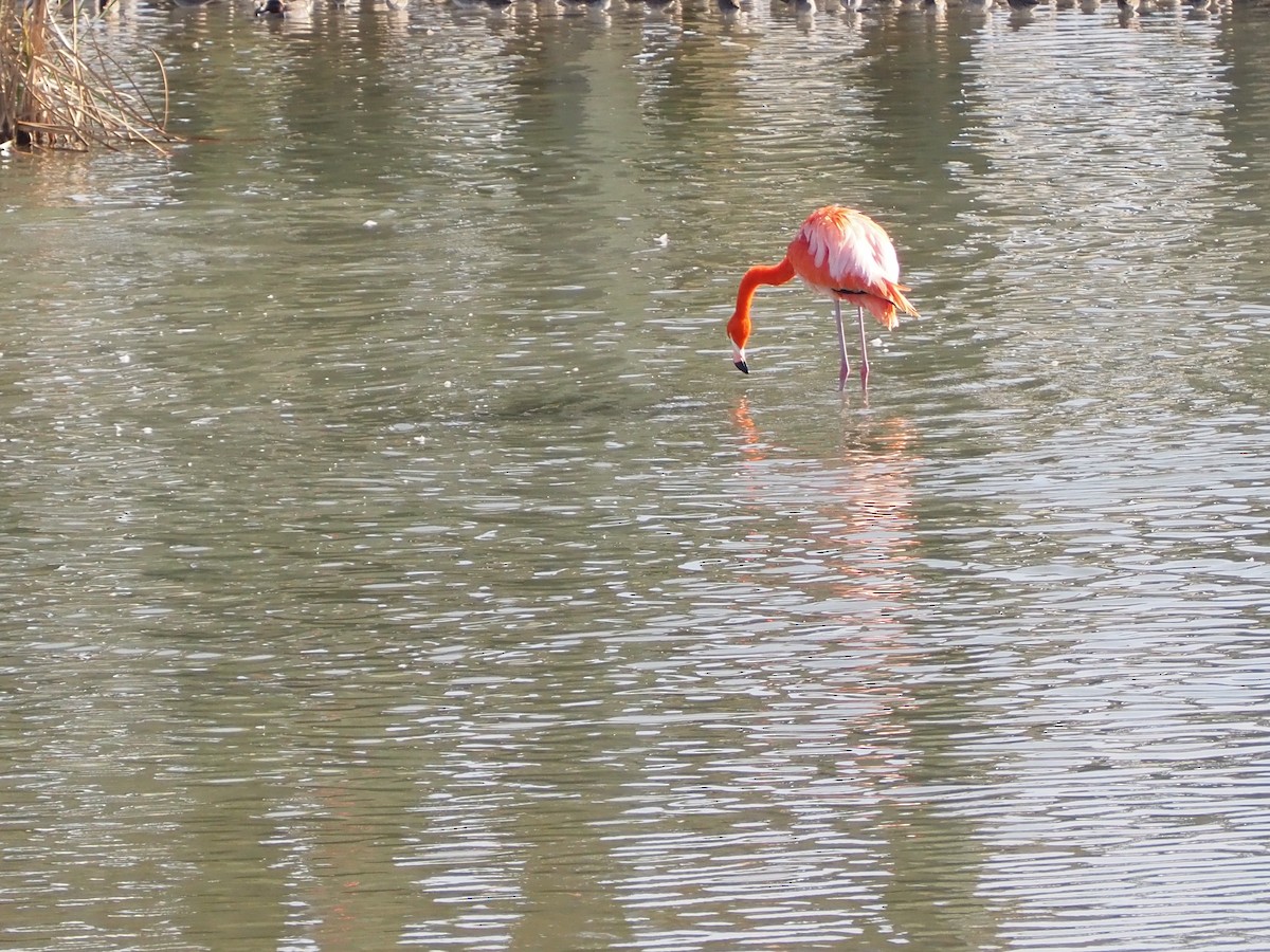 American Flamingo - ML647845944