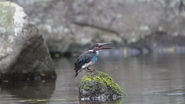 Javan Blue-banded Kingfisher - ML647846014