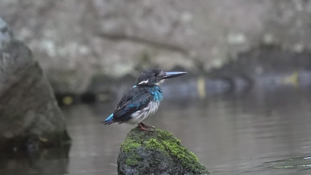 Javan Blue-banded Kingfisher - ML647846015