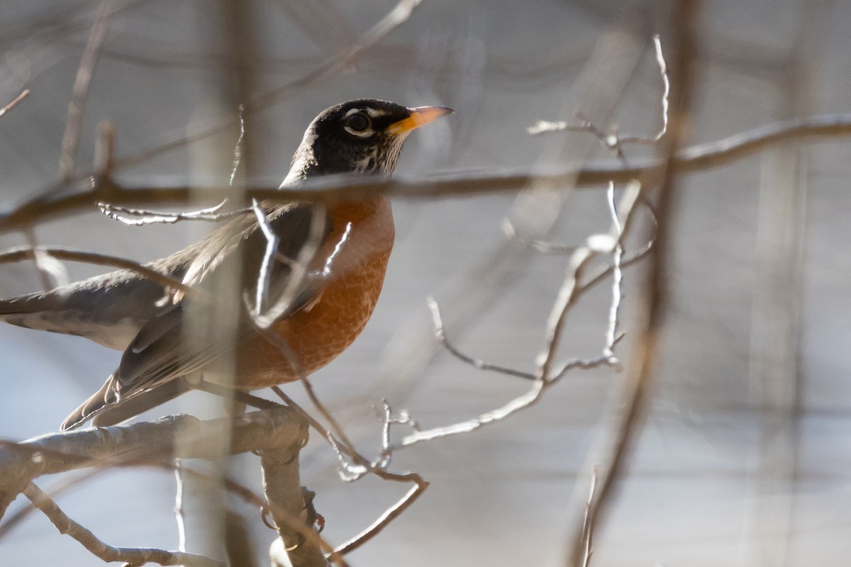 Wanderdrossel - ML647846039