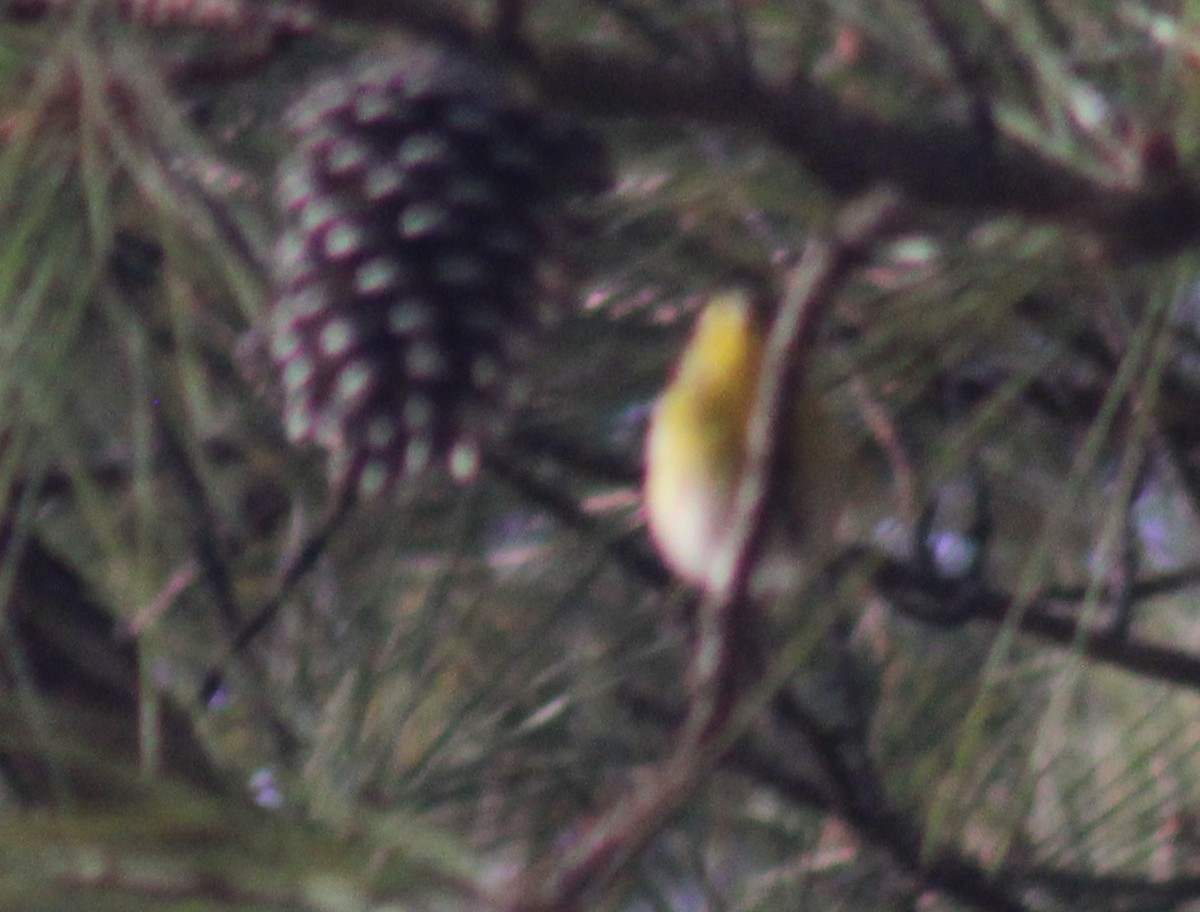 Pine Warbler - ML647846056