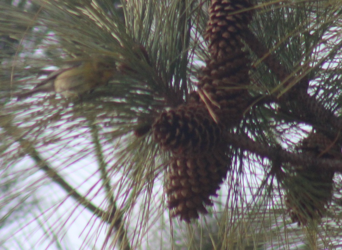 Pine Warbler - ML647846057