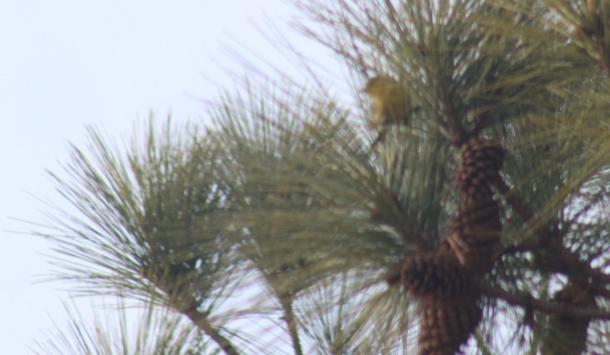 Pine Warbler - ML647846058