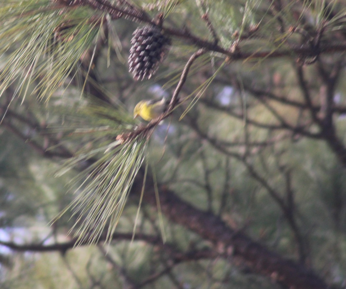 Pine Warbler - ML647846059