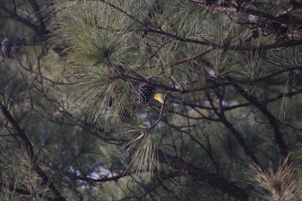 Pine Warbler - ML647846060