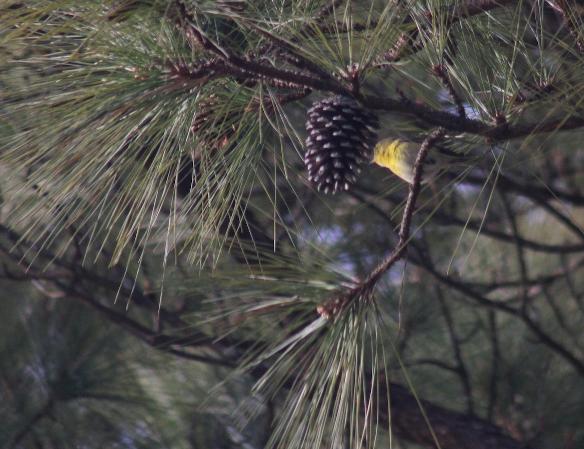 Pine Warbler - ML647846127