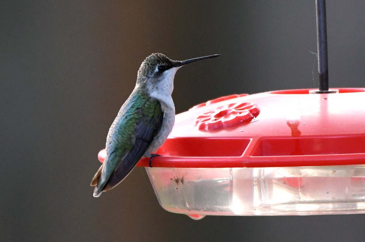 Рубиновогорлый колибри - ML647846185