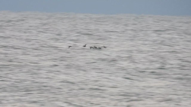 Samtente - ML647846213