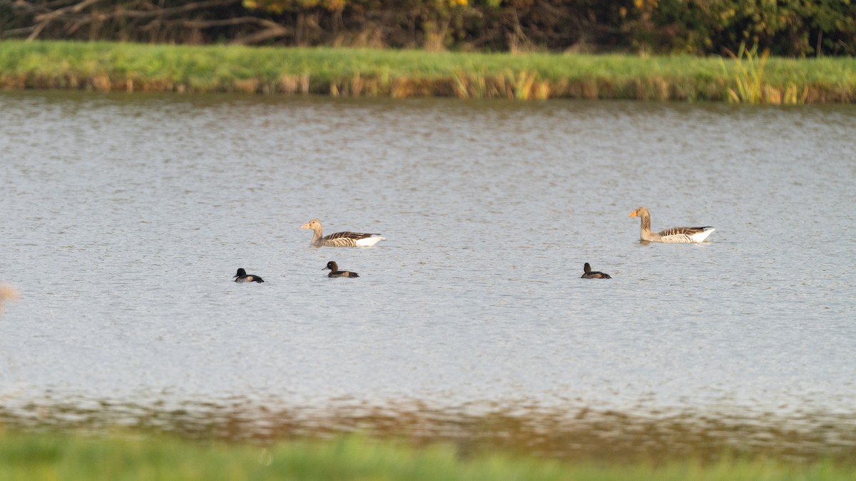 Graylag Goose - ML647846219