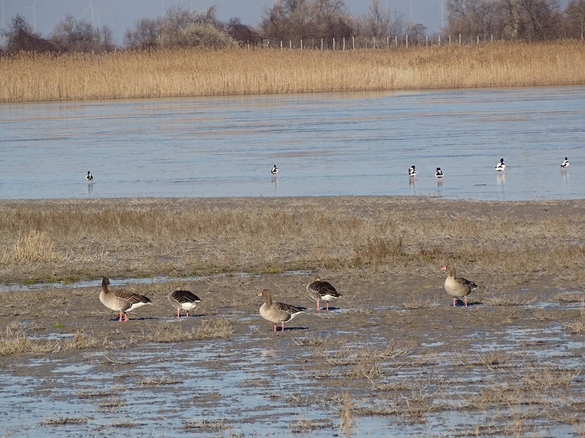 Graylag Goose - ML647846246