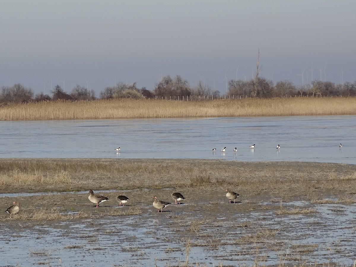 Graylag Goose - ML647846247