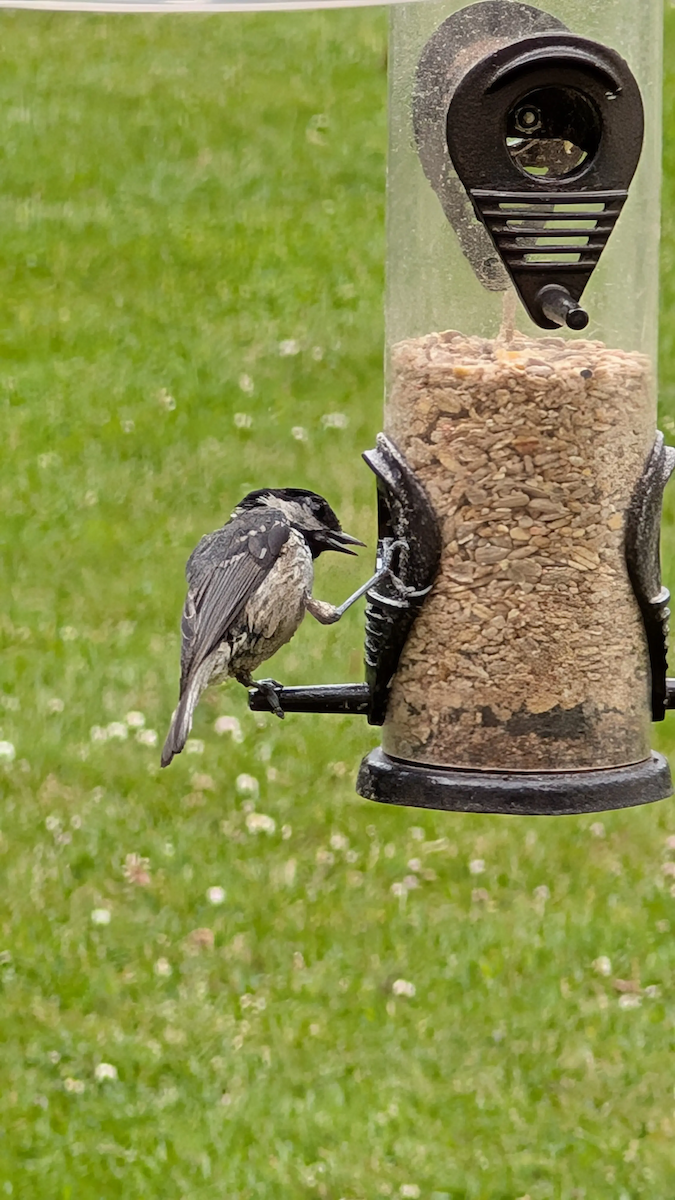 Coal Tit - ML647846298