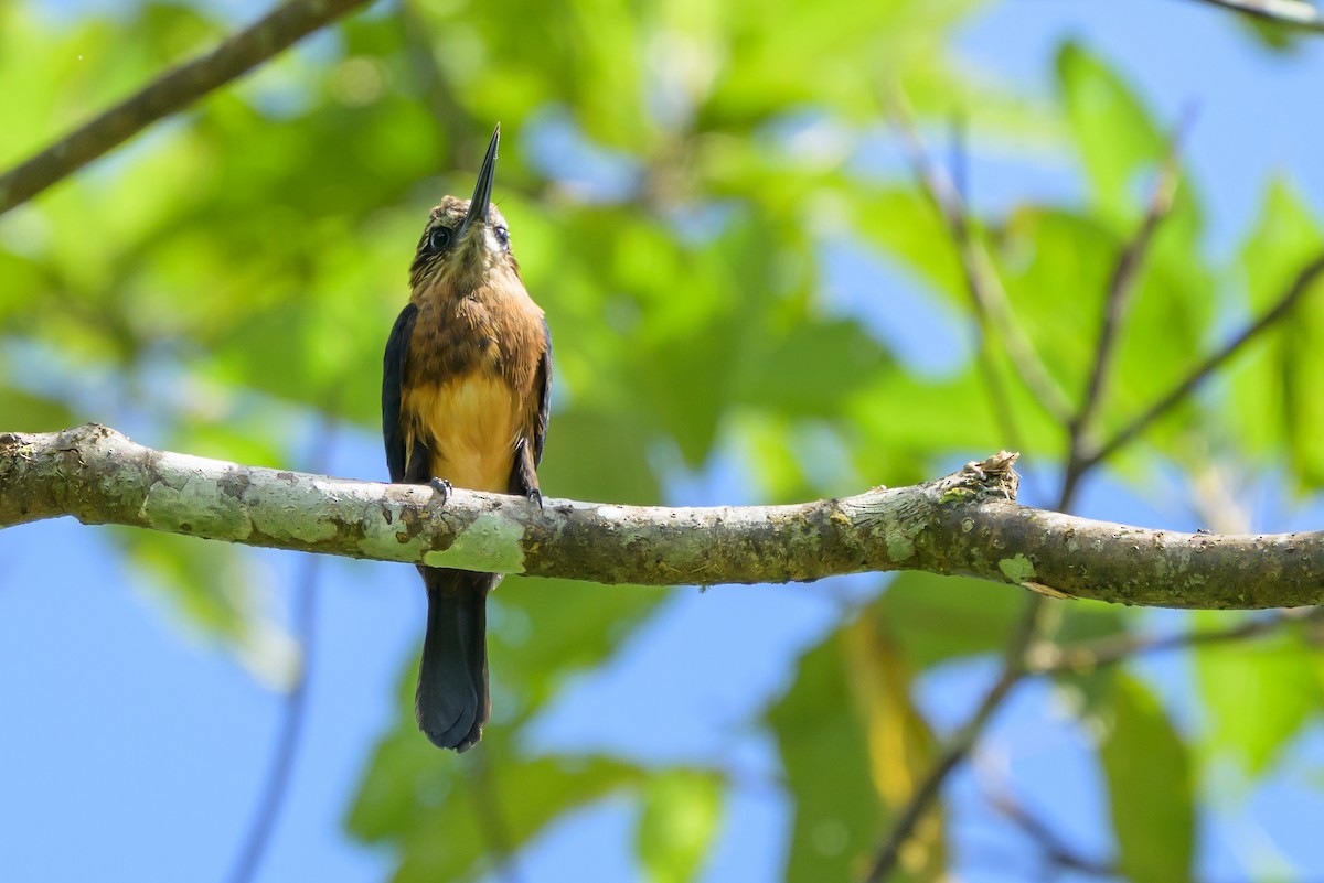 Brown Jacamar - ML647846300