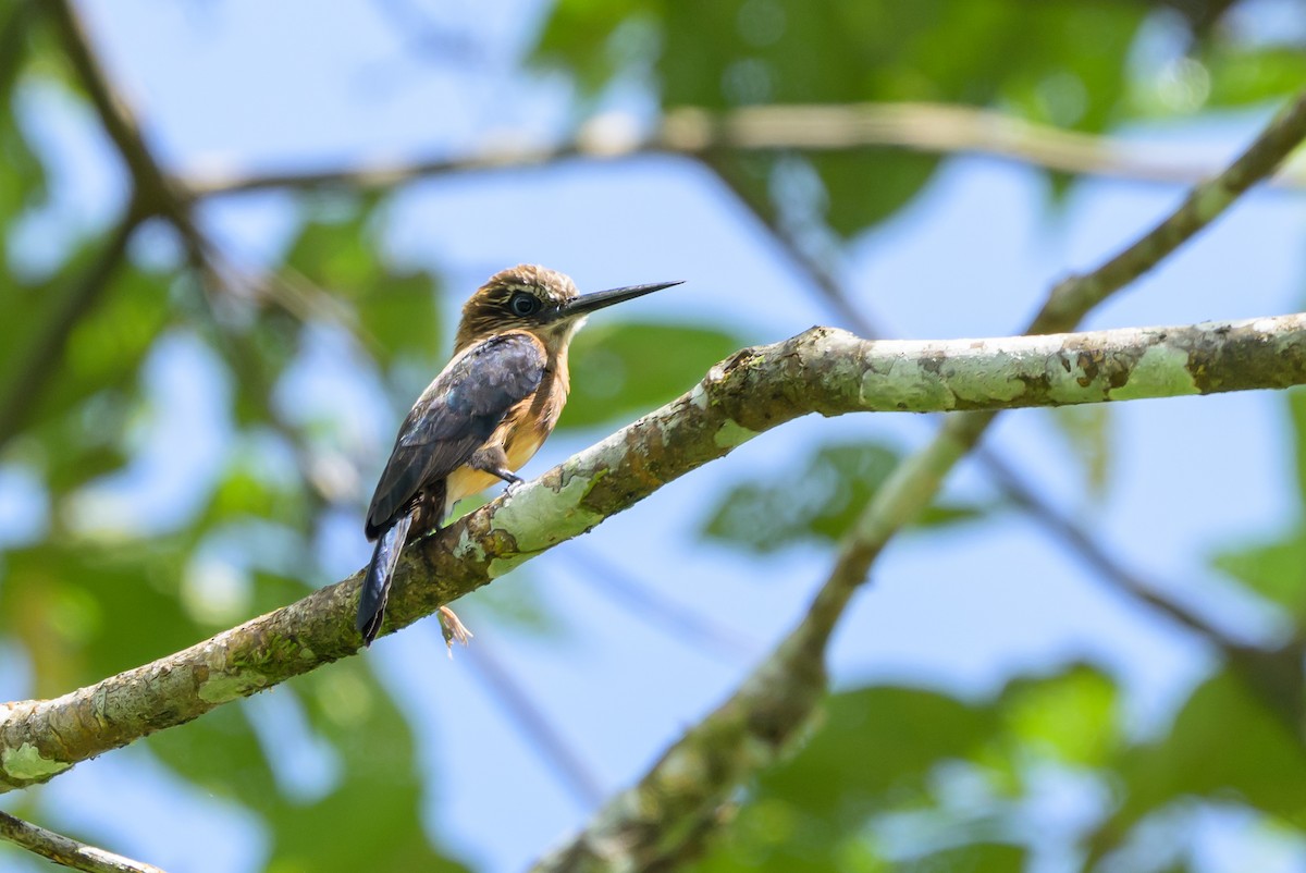 Brown Jacamar - ML647846301