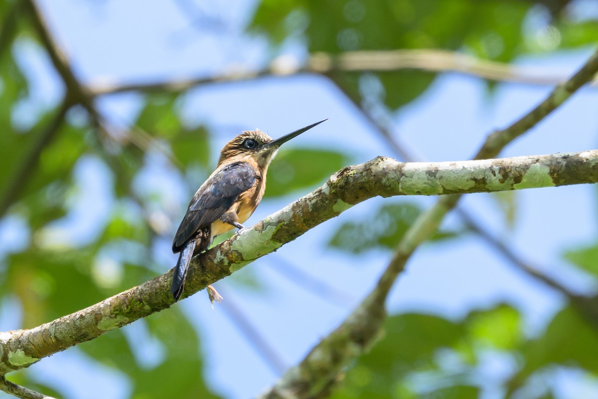Brown Jacamar - ML647846303