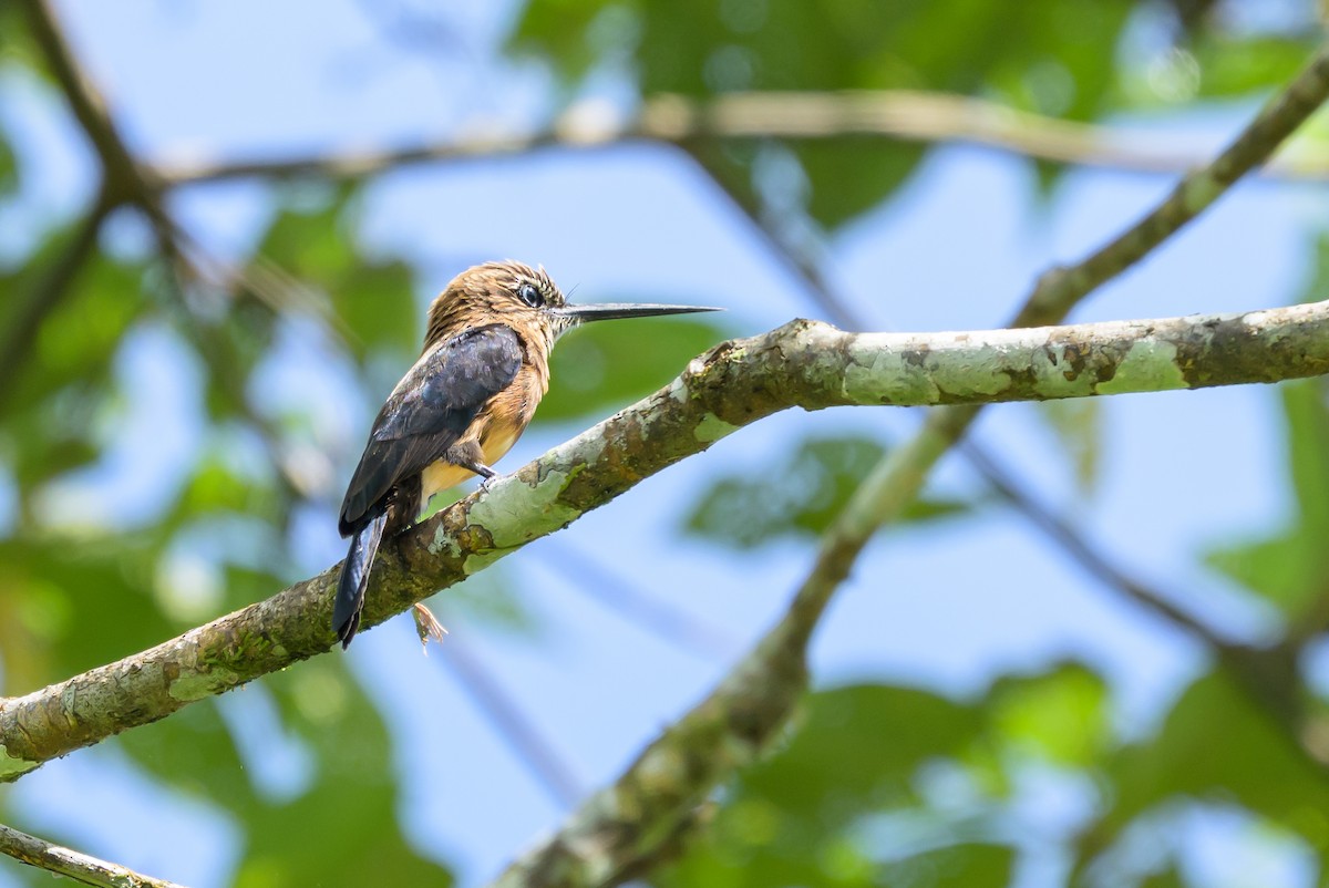 Brown Jacamar - ML647846305