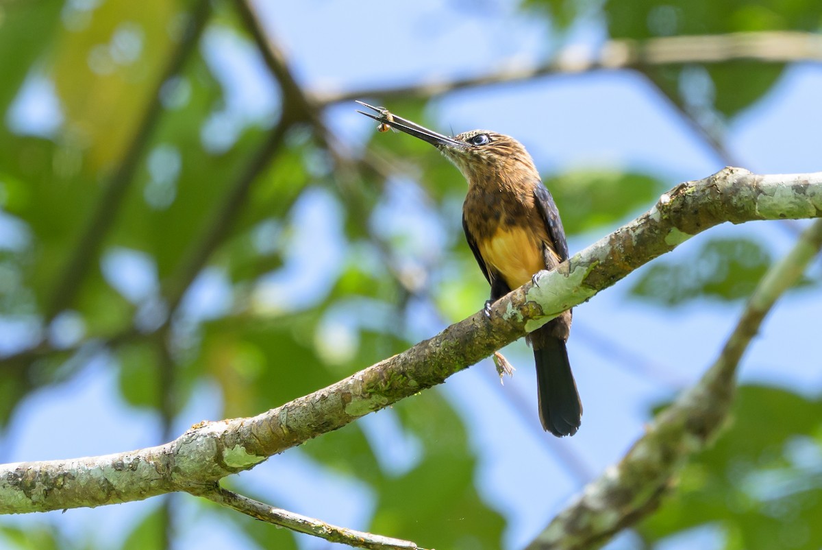 Brown Jacamar - ML647846307