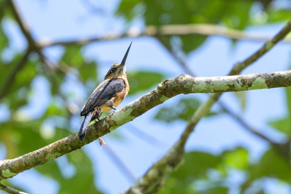 Brown Jacamar - ML647846308