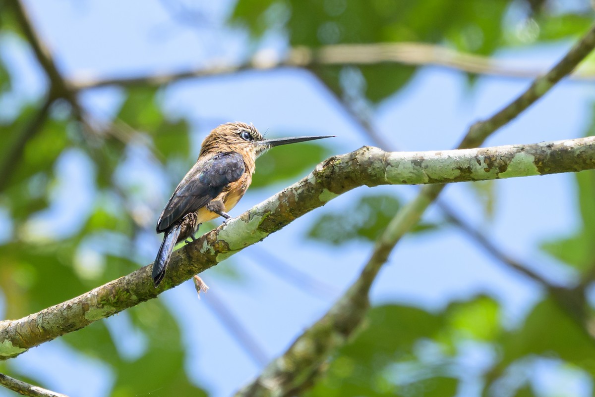 Brown Jacamar - ML647846310