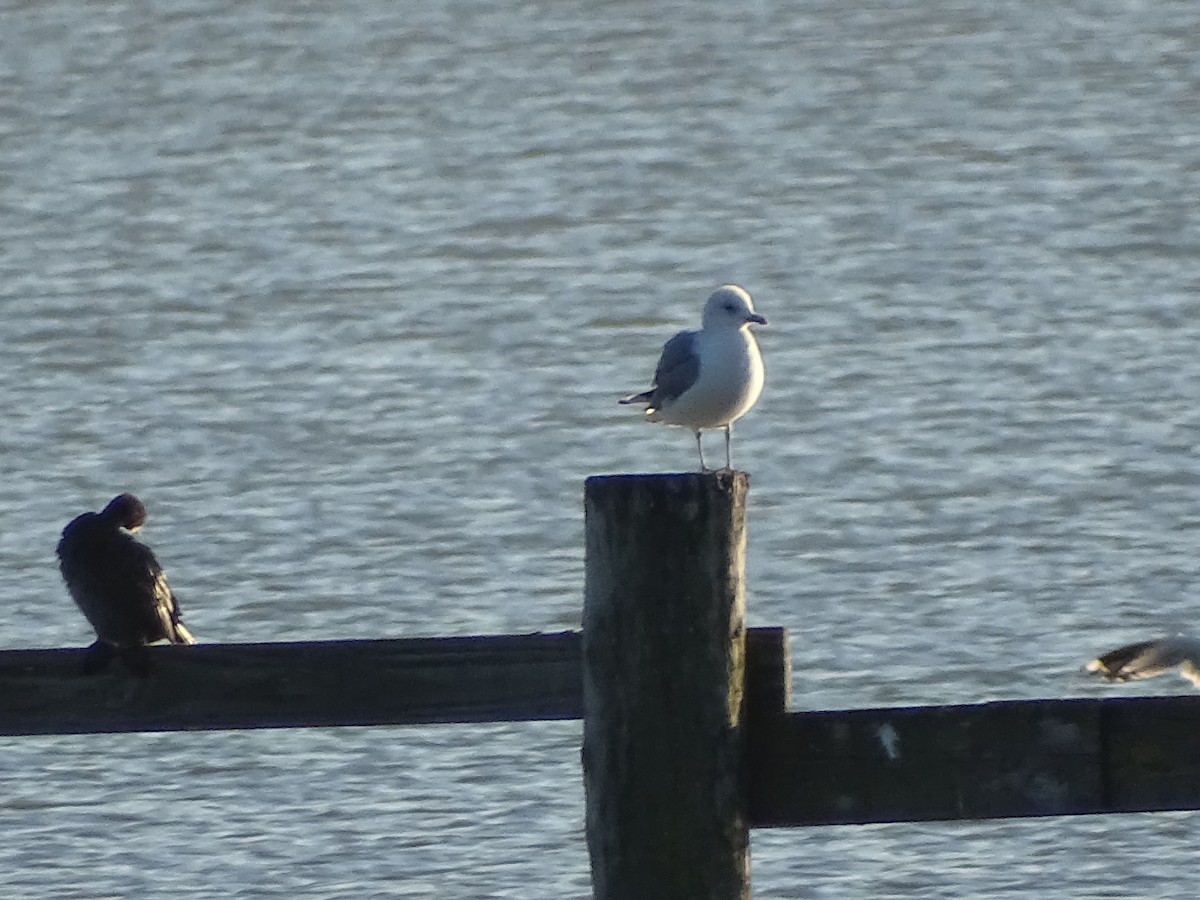 Black-headed Gull - ML647846311