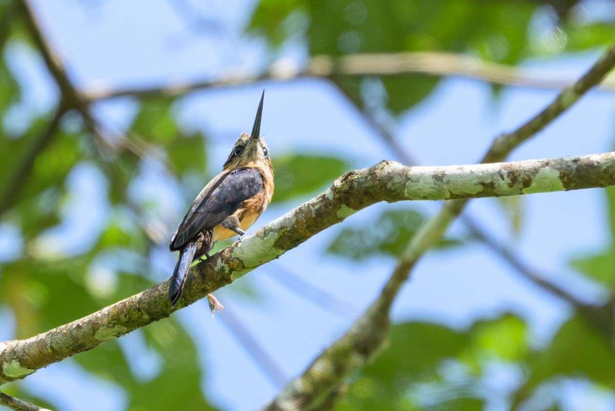 Brown Jacamar - ML647846312