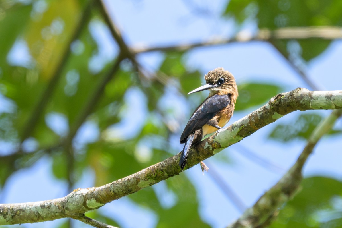 Brown Jacamar - ML647846313