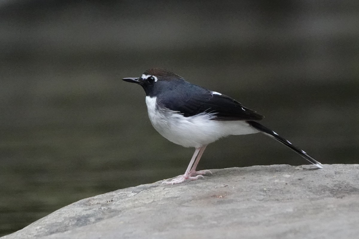 Sunda Forktail - ML647846314