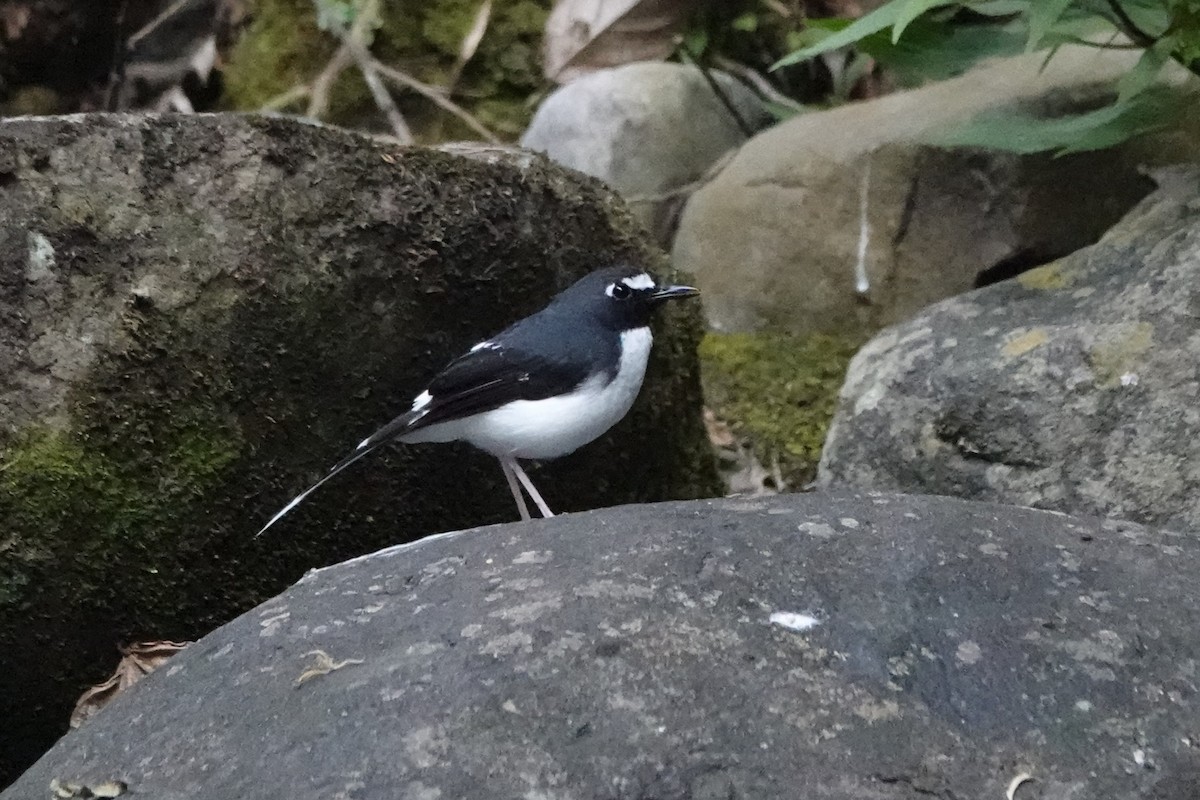 Sunda Forktail - ML647846315