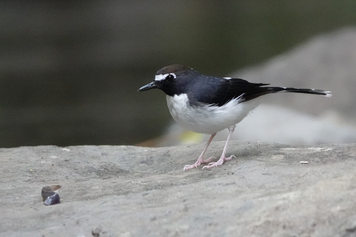 Sunda Forktail - ML647846316