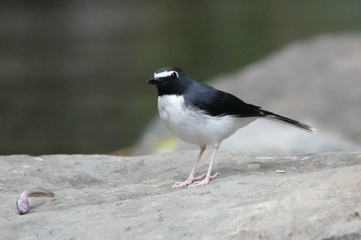 Sunda Forktail - ML647846317