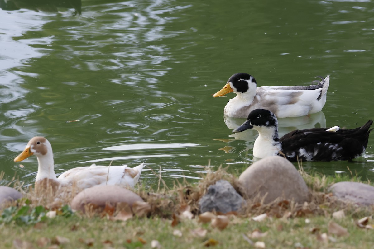 Mallard (Domestic type) - ML647846318