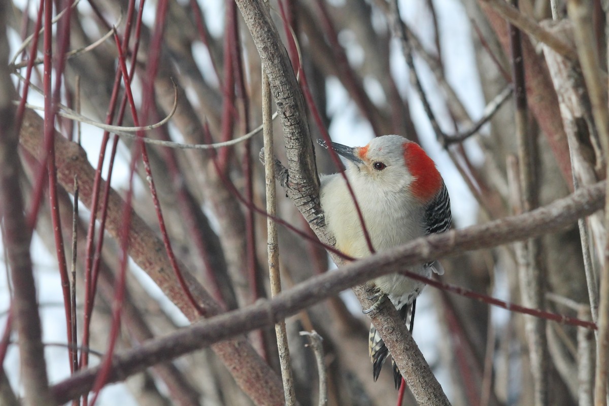 Red-bellied Woodpecker - ML647846320
