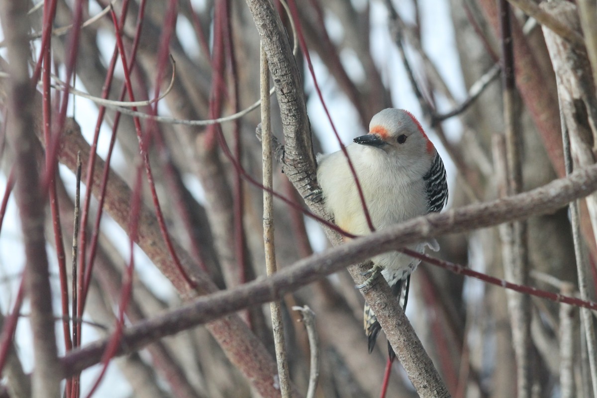 Red-bellied Woodpecker - ML647846321