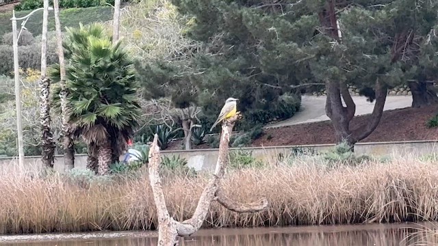 Tropical Kingbird - ML647846322