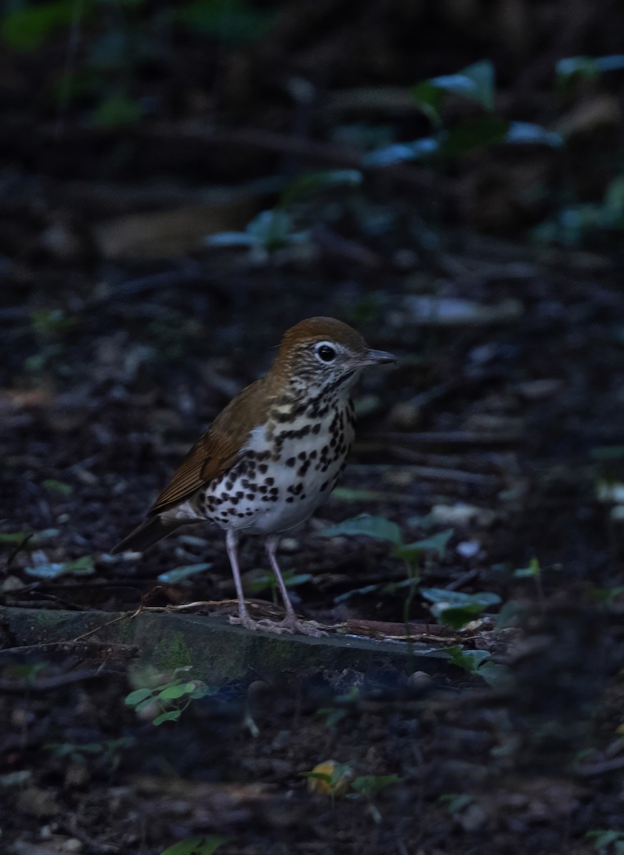 Wood Thrush - ML647846323