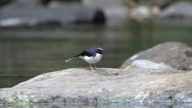 Zwergscherenschwanz - ML647846324