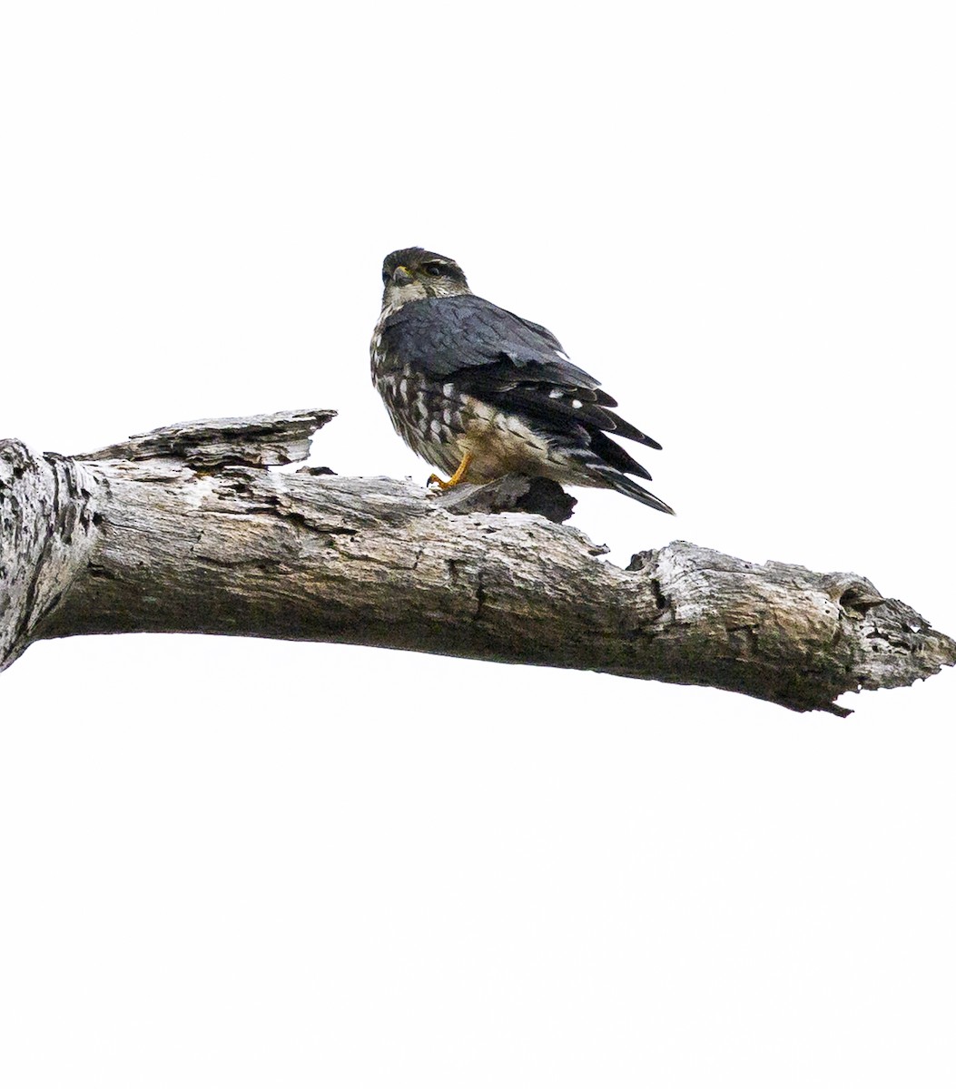 Merlin - ML647846326