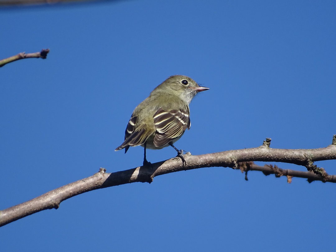 Small-billed Elaenia - ML647846329
