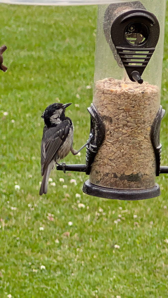 Coal Tit - ML647846334