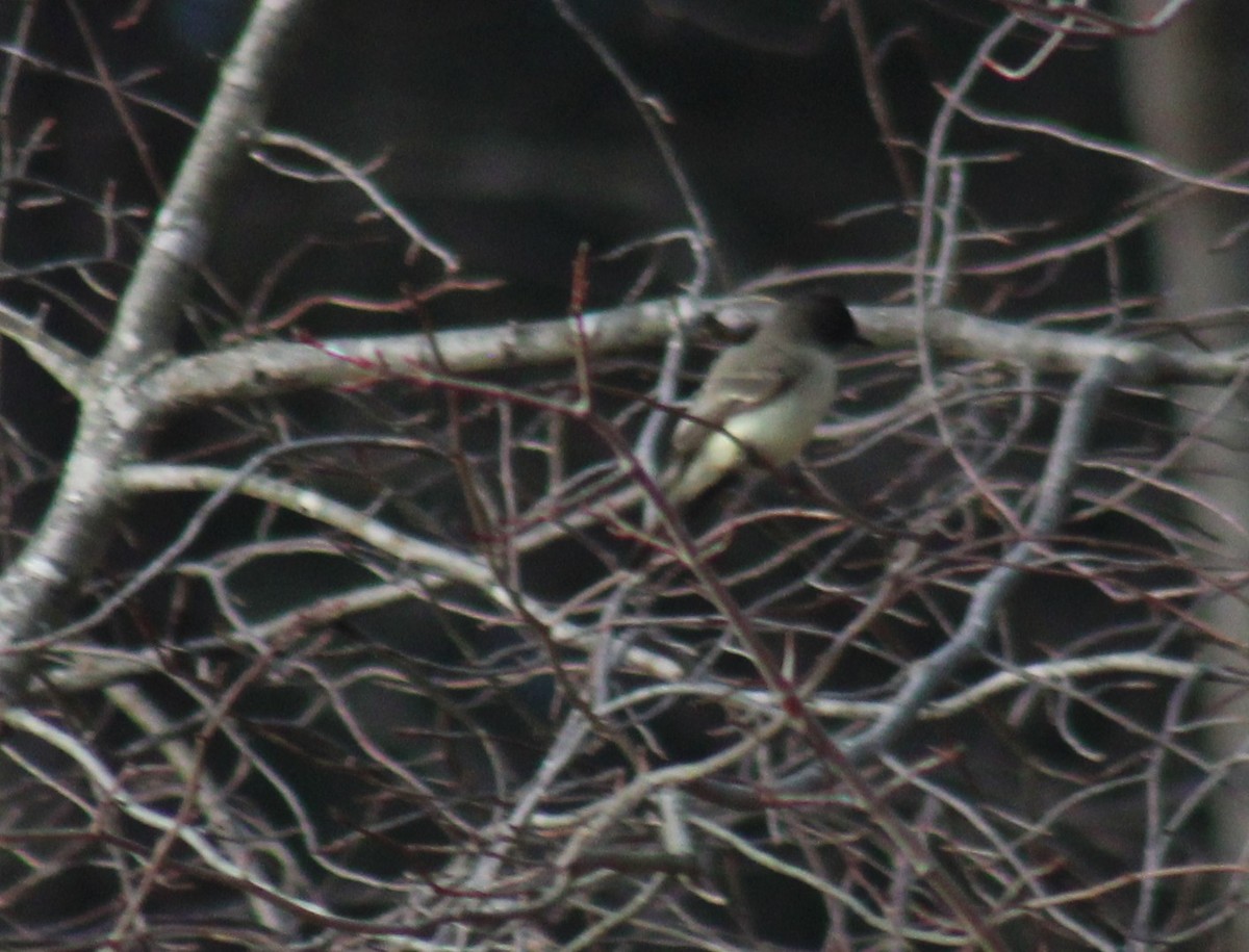 Eastern Phoebe - ML647846336