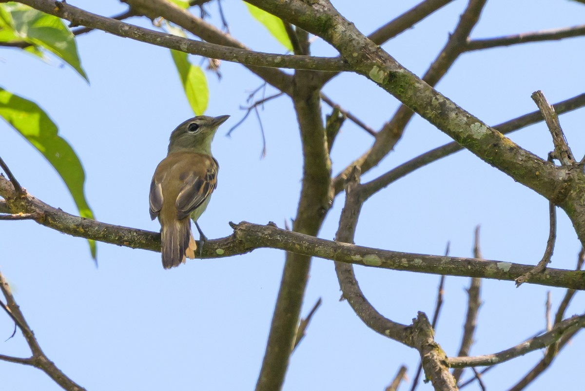 White-winged Becard - ML647846339