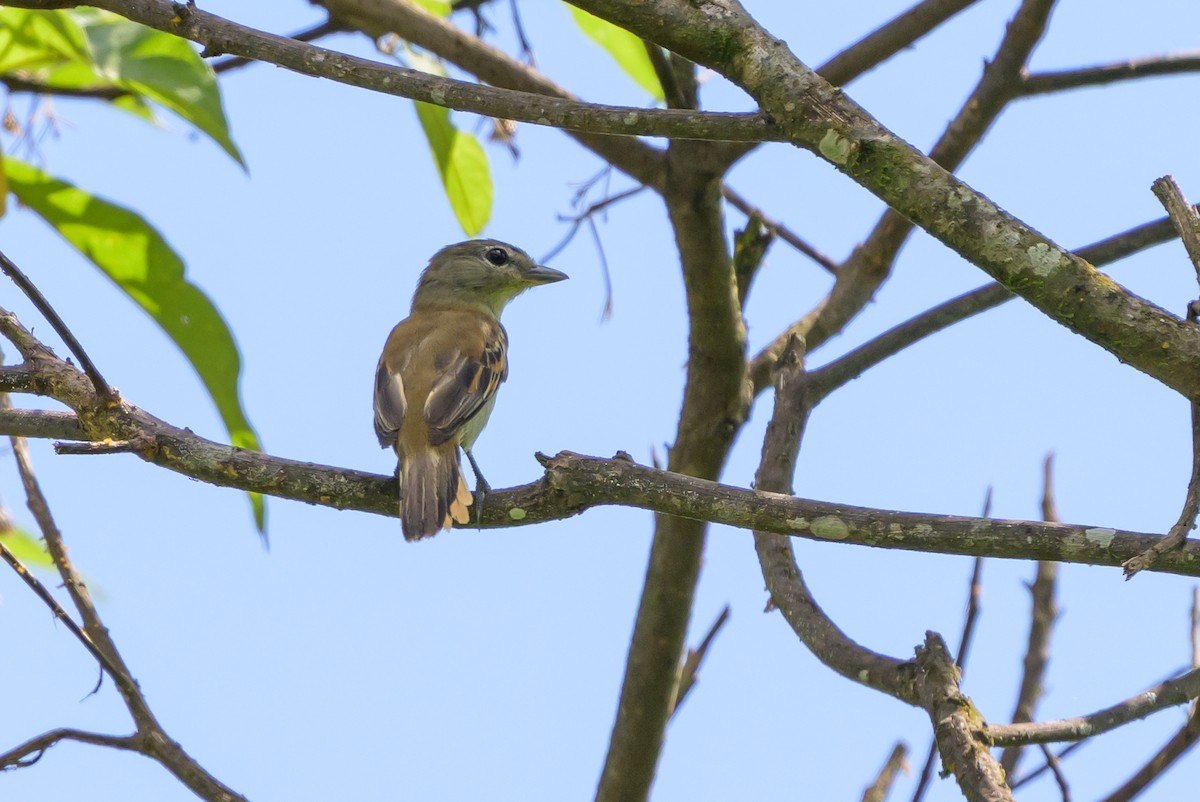 White-winged Becard - ML647846340