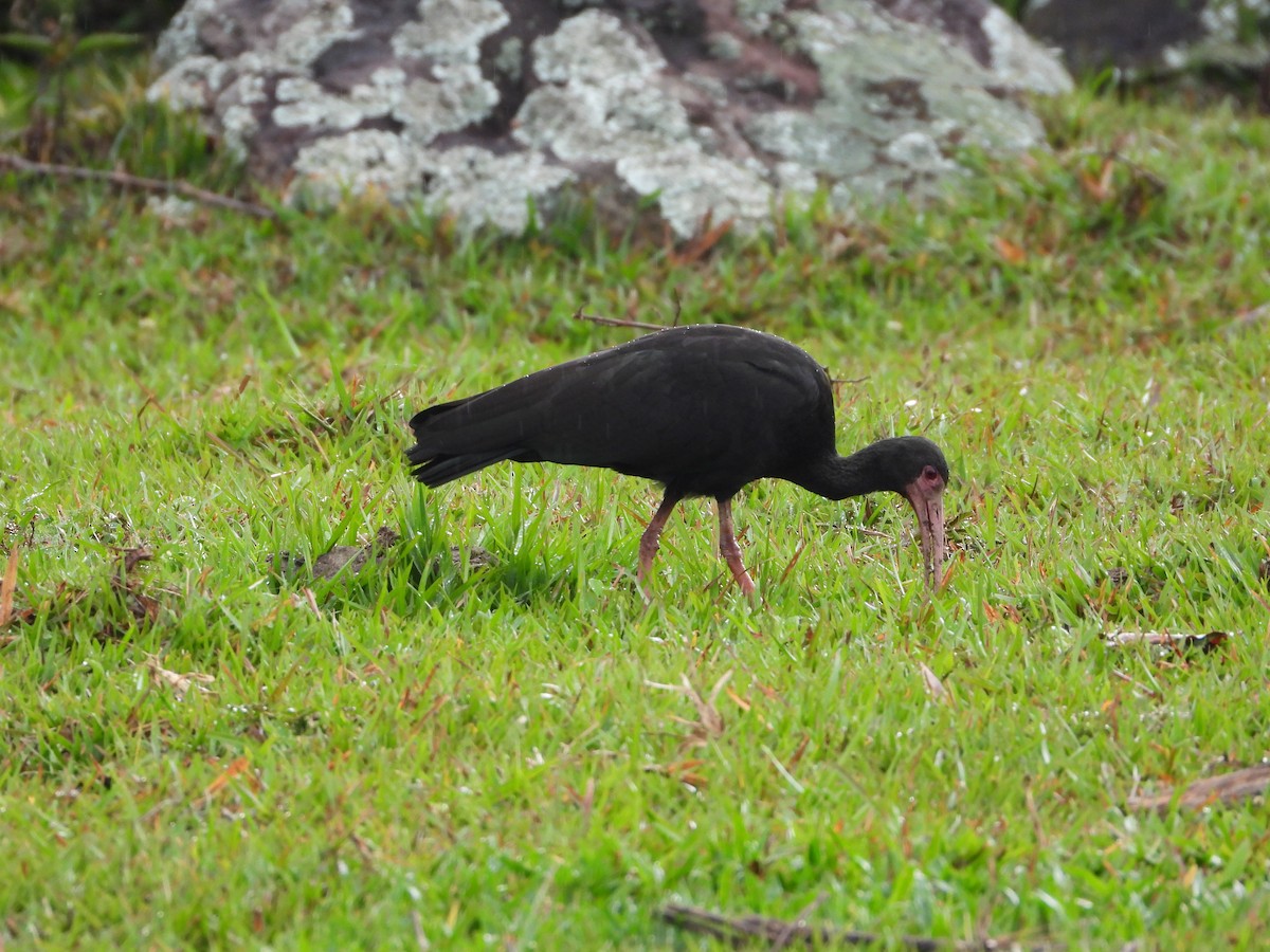 Ibis Afeitado - ML647846352