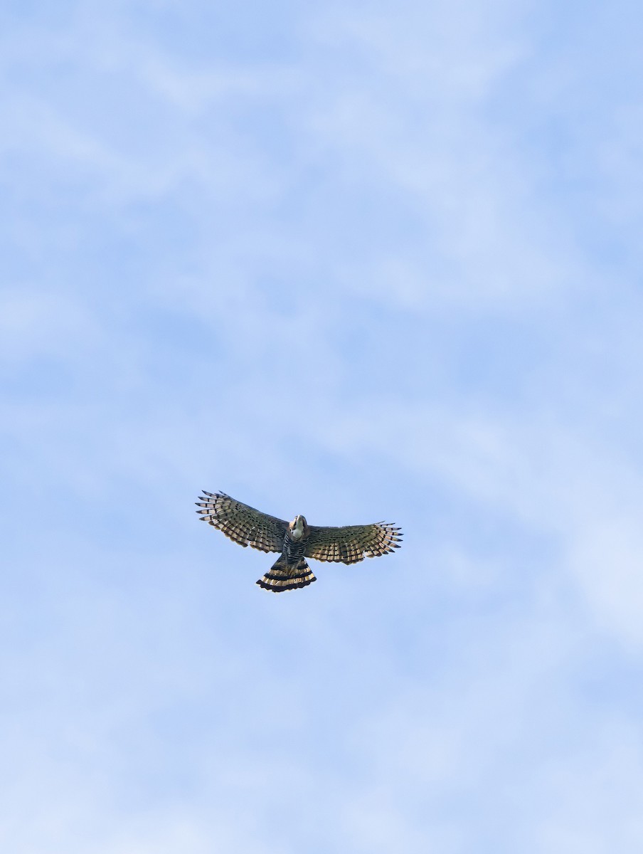 Ornate Hawk-Eagle - ML647846372