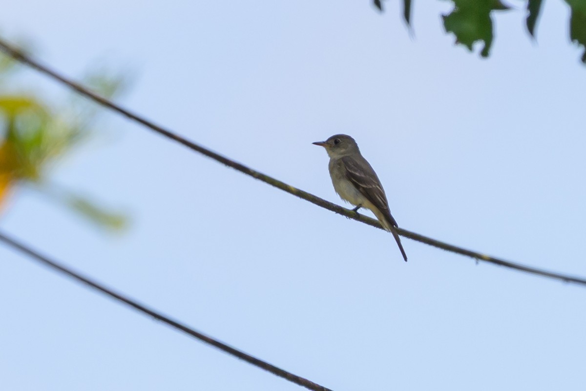 Eastern Wood-Pewee - ML647846377