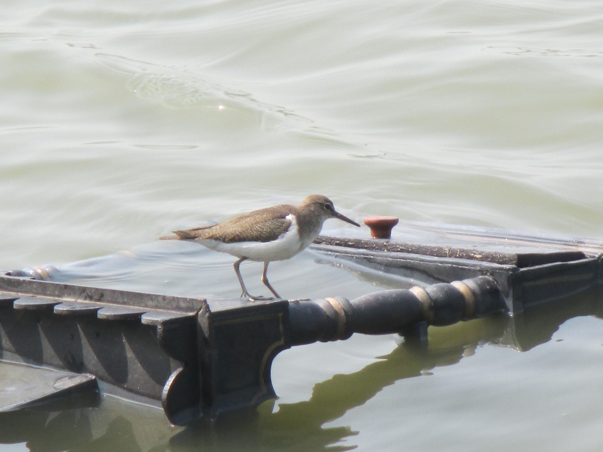 Kuliska txikia - ML647846417