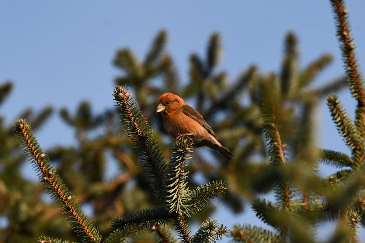 Mokoker arrunta - ML647846418