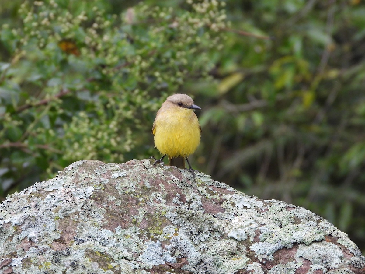 Tirano itzaina - ML647846419