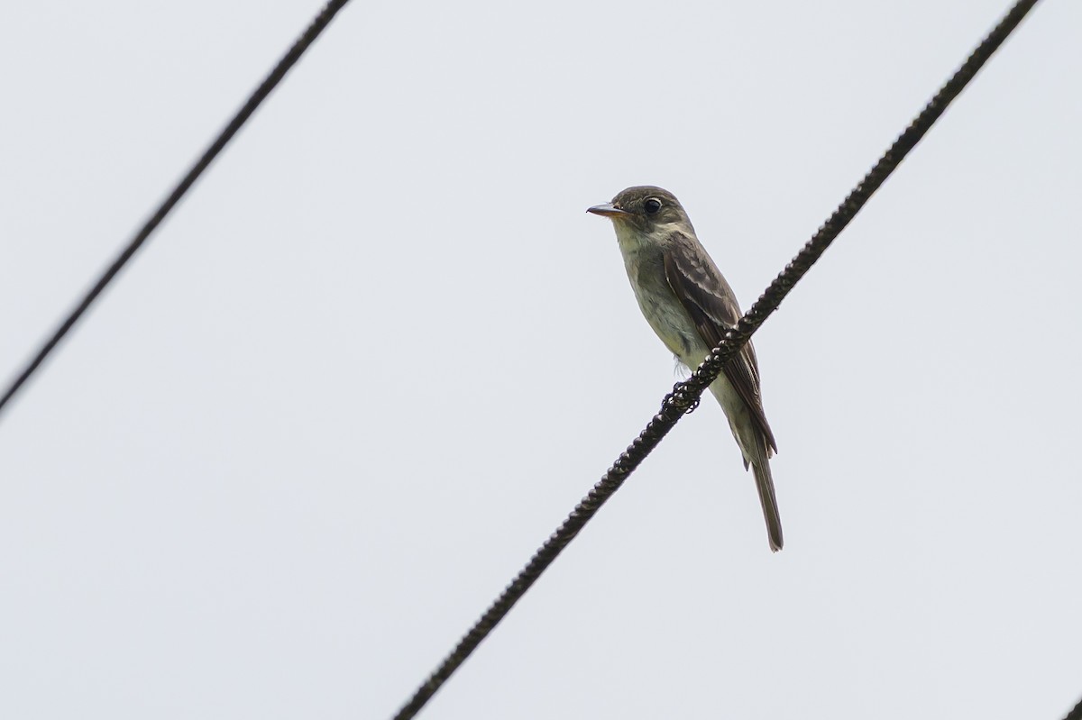 Eastern Wood-Pewee - ML647846420