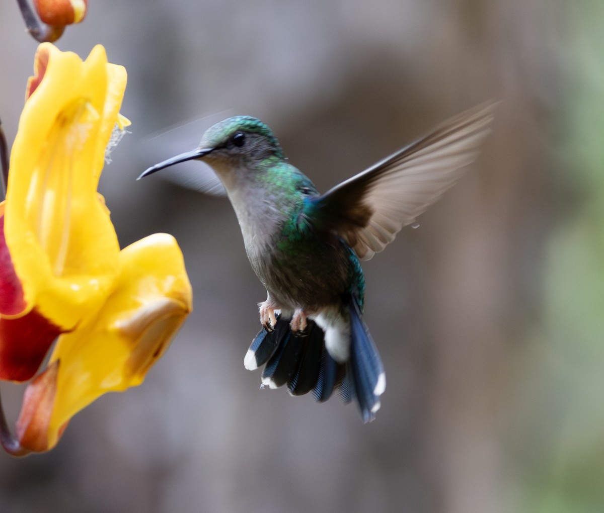 Crowned Woodnymph - ML647846423